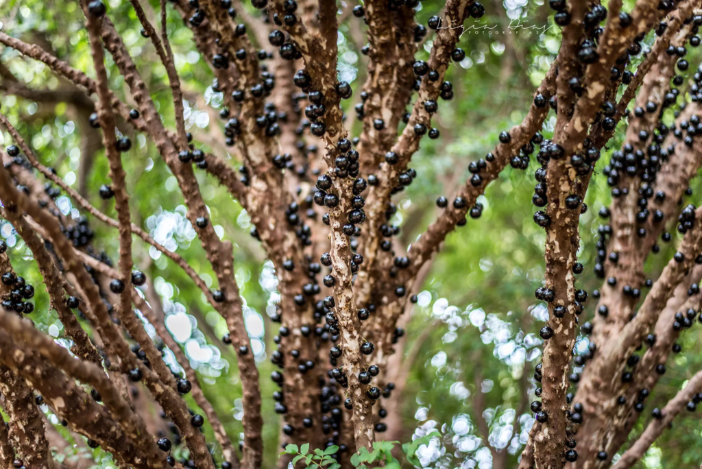 Jabuticabeira (Árvores para Jardim)