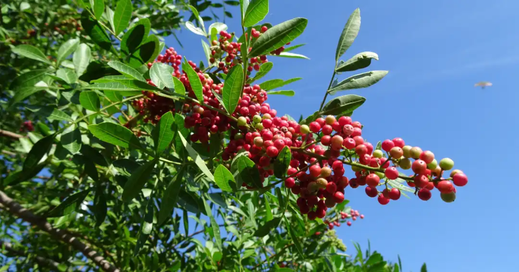 Aroeira (Árvores para Jardim)