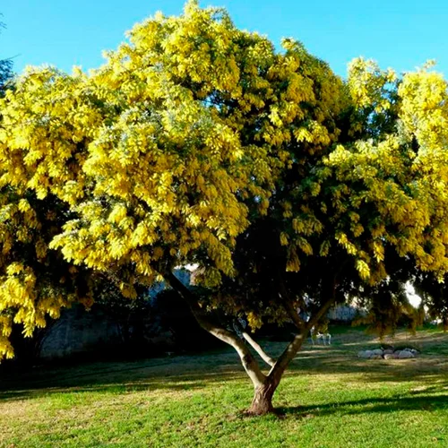 Acácia-Amarela (Árvores para Jardim)