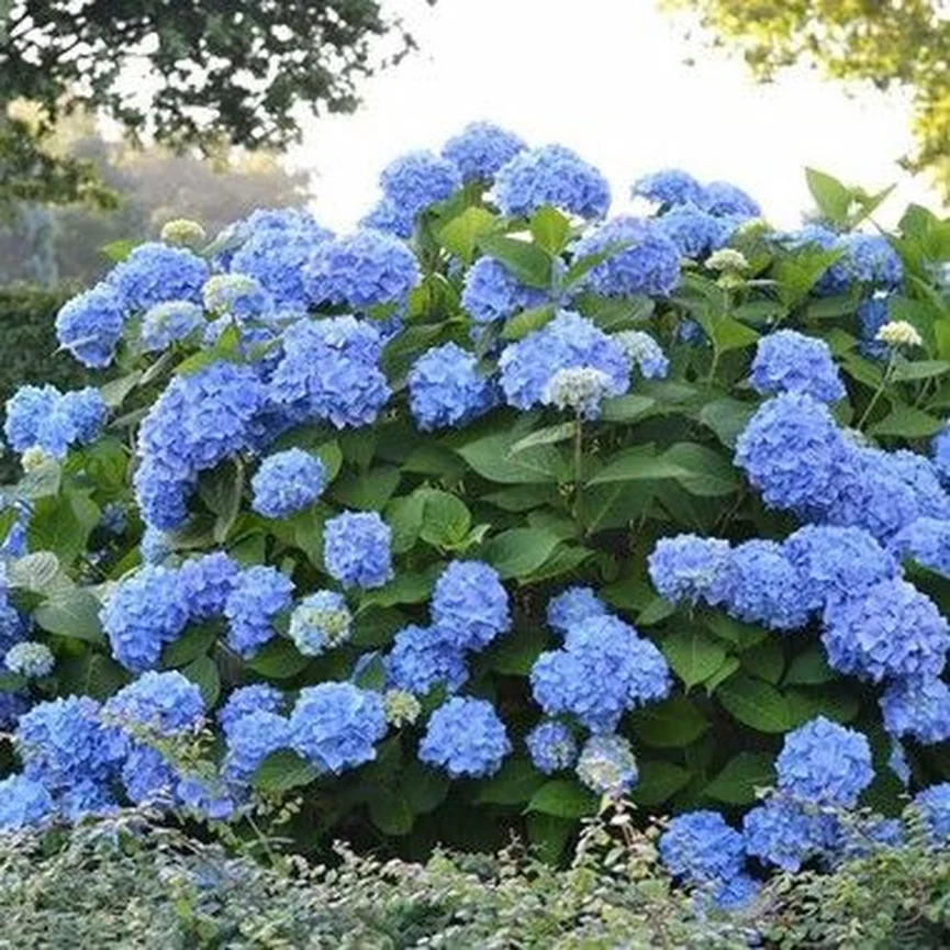 Hortênsia Azul (Espécies Flores Azuis)