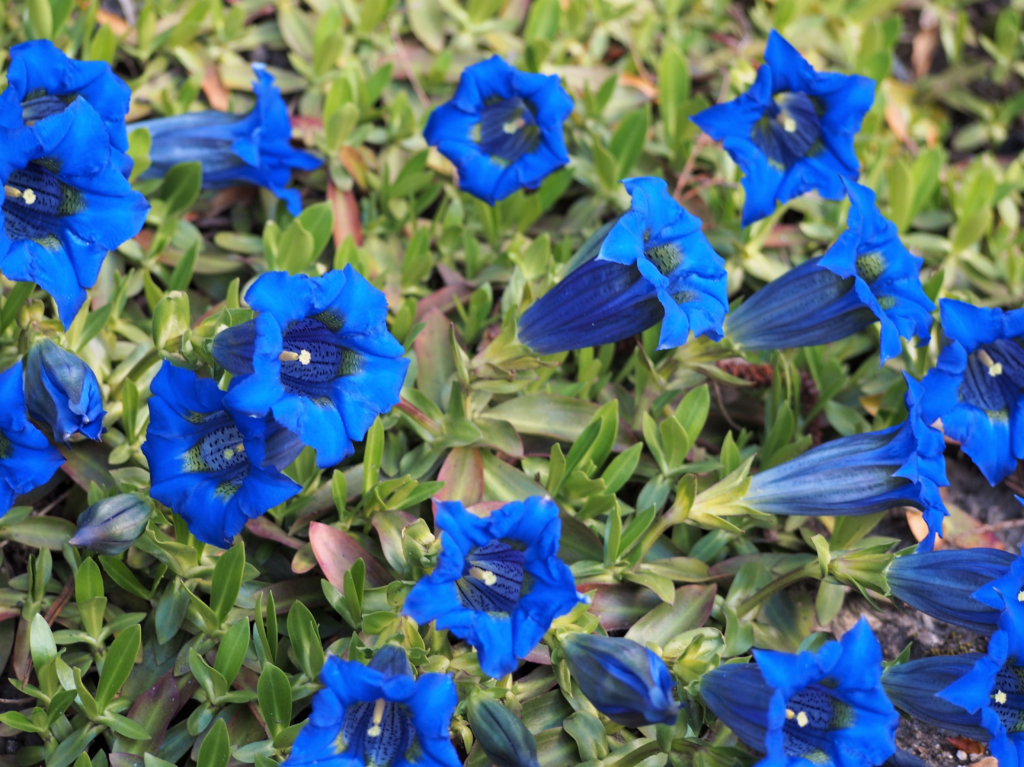 Gentiana (Espécies Flores Azuis)