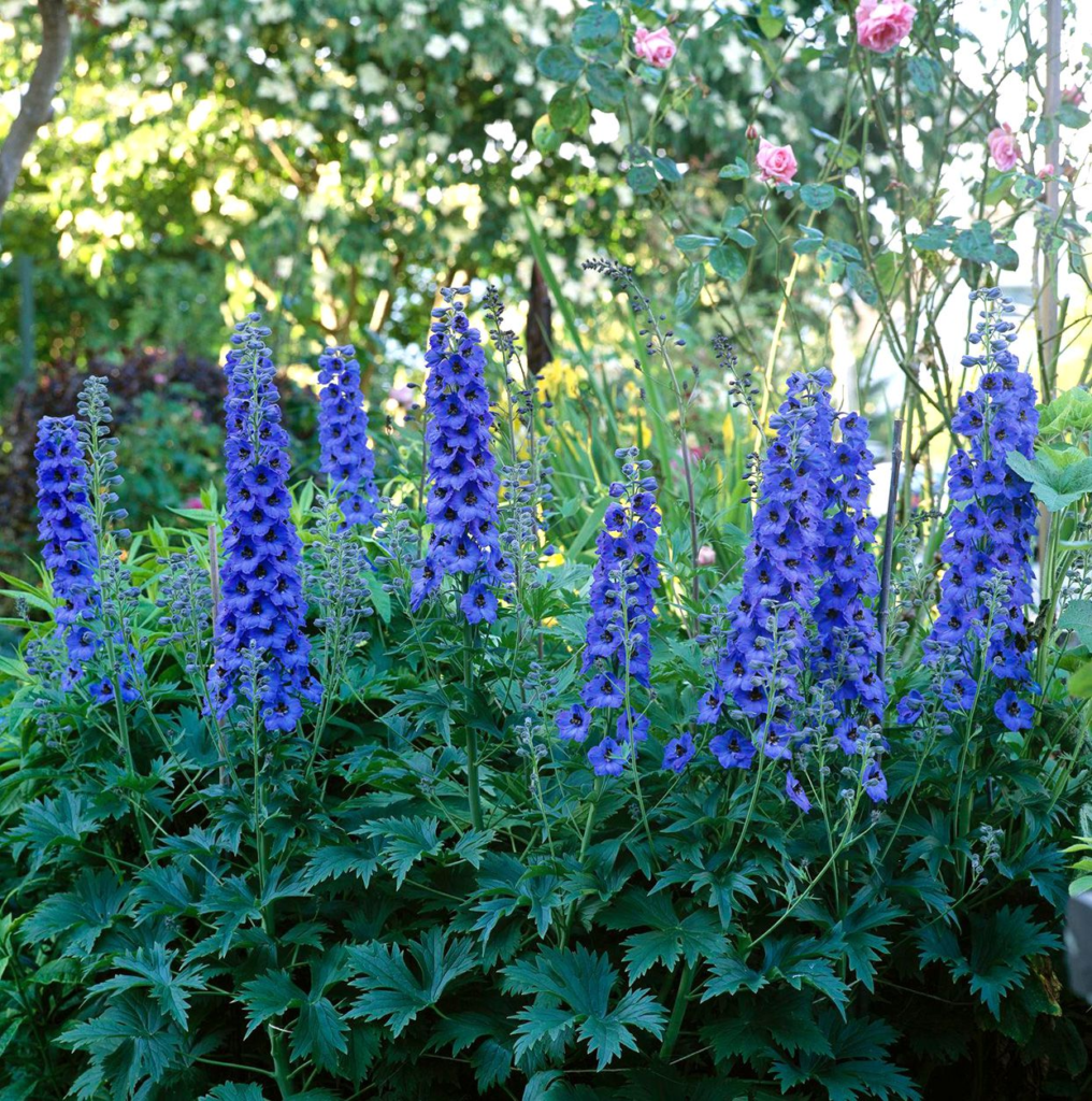 Delphinium (Espécies Flores Azuis)