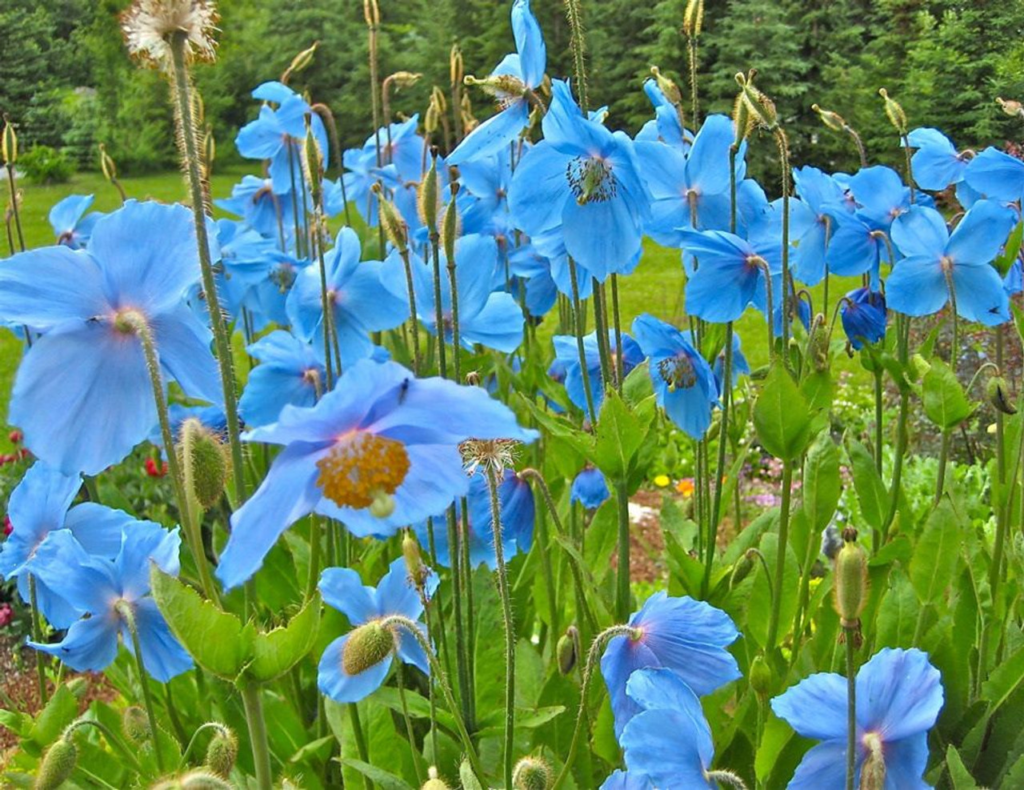 Meconopsis