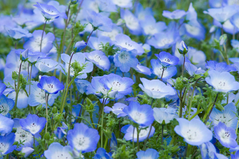 Nemophila