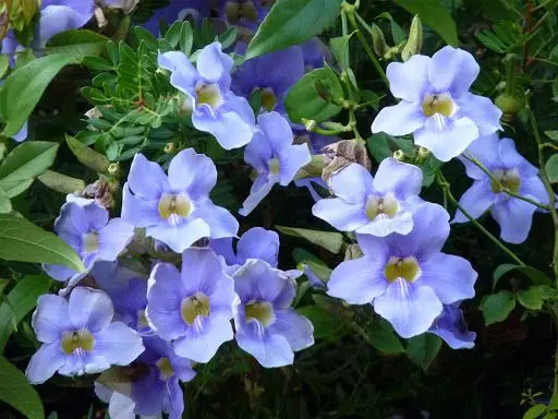 Tumbérgia Azul (Espécies Flores Azuis)