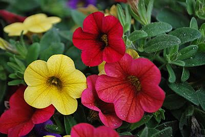 Calibrachoa (Planta pendente de sol)