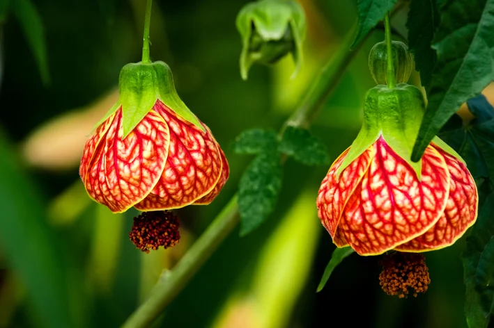 Lanterninha (Planta pendente de sol)