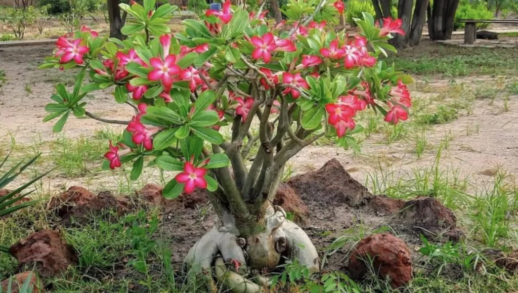 Rosa do Deserto (Plantas de sol)