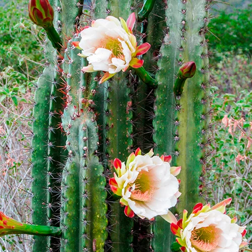 Cacto Mandacaru (Plantas de sol)