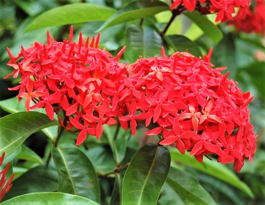 Ixora (Plantas de sol)