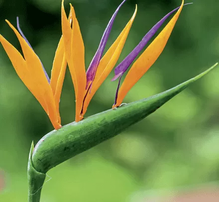 Estrelícia (Plantas de sol)