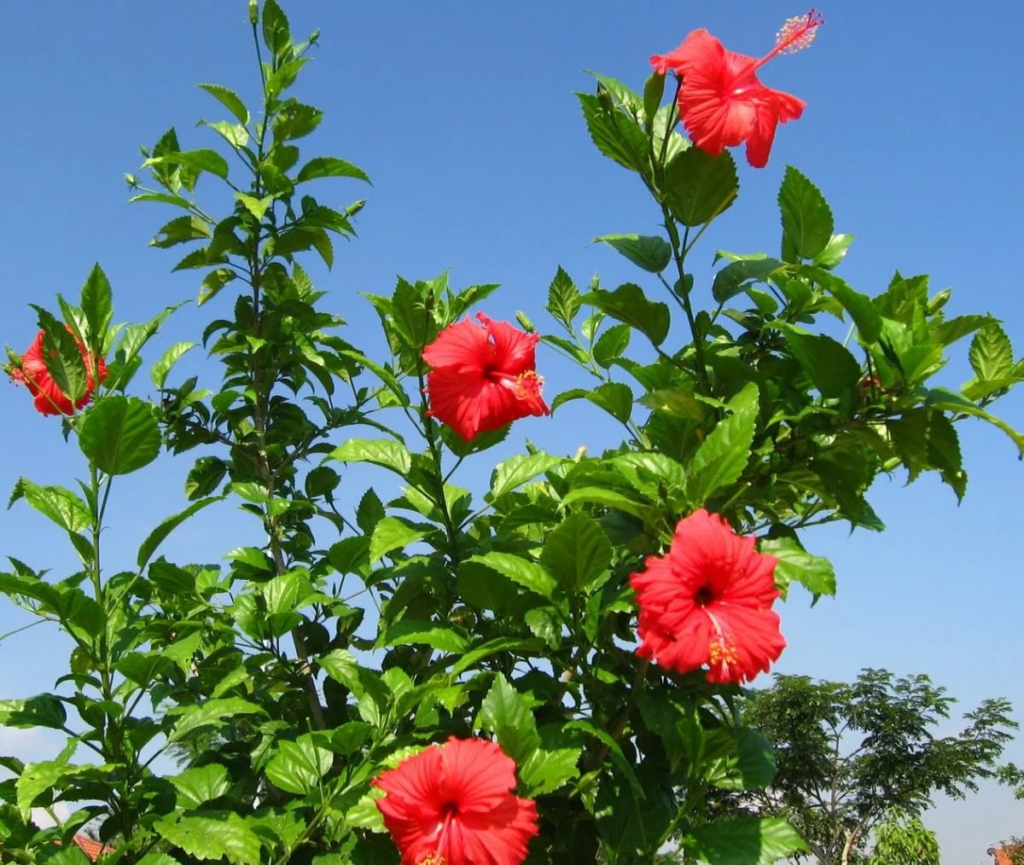 Hibisco (Plantas de sol)