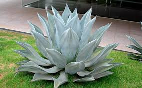 Agave