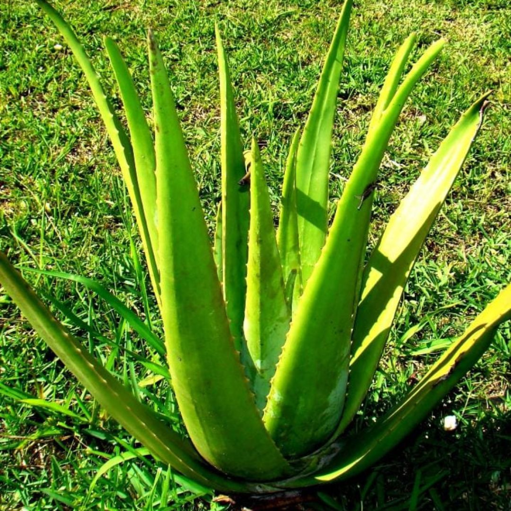 Babosa (Plantas de sol)