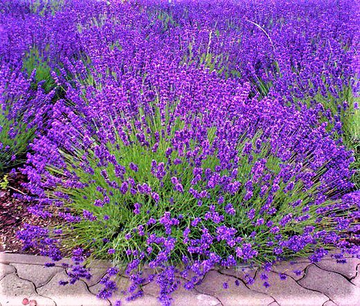 Lavanda (Como cuidar de Plantas de sol)