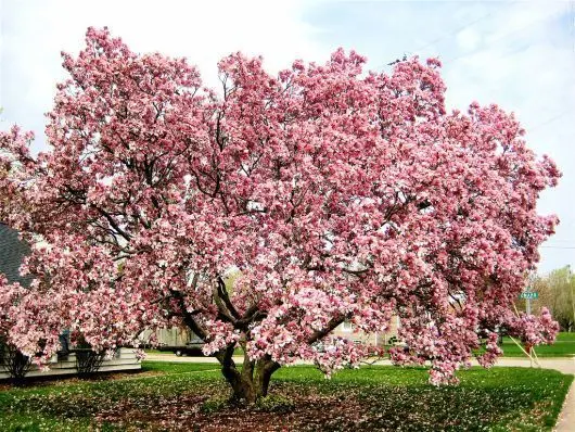 Melhores Árvores para Jardim