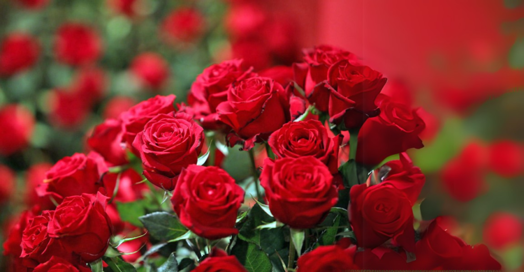 Rosas
