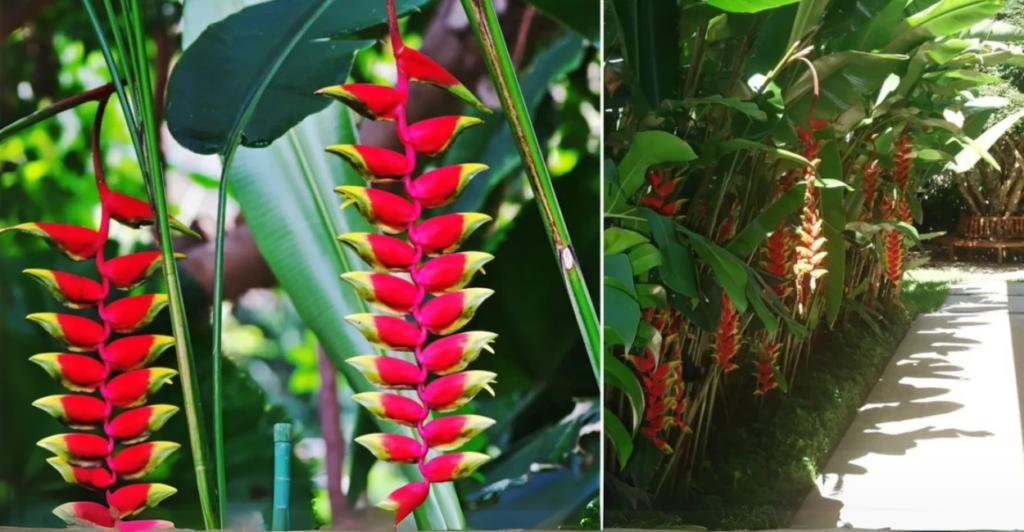 Heliconia Rostrata: Tipos de Heliconia