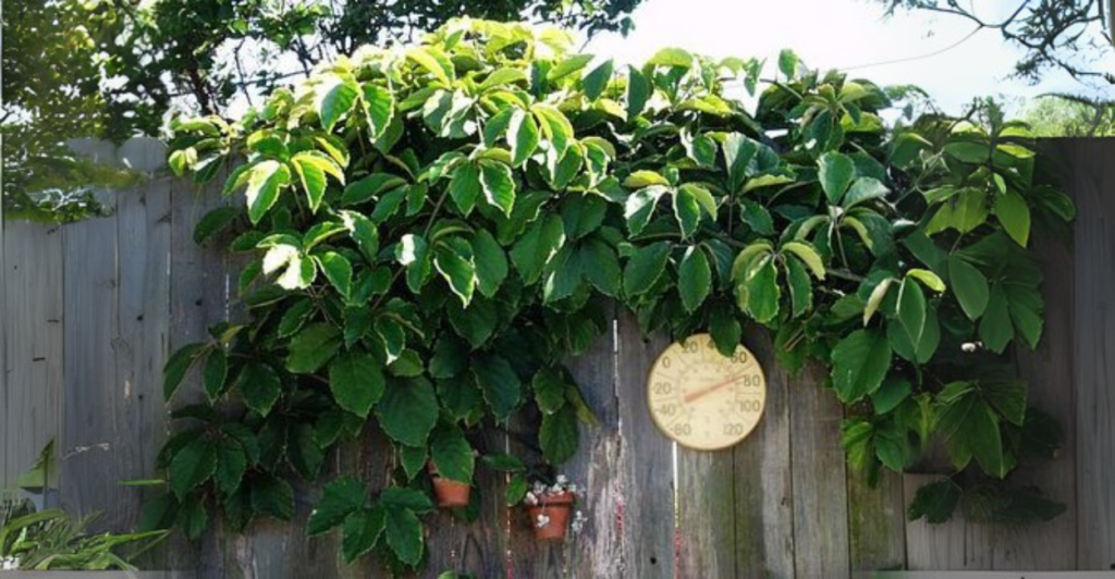 Características que Encantam: Beleza e Praticidade em uma Só Planta