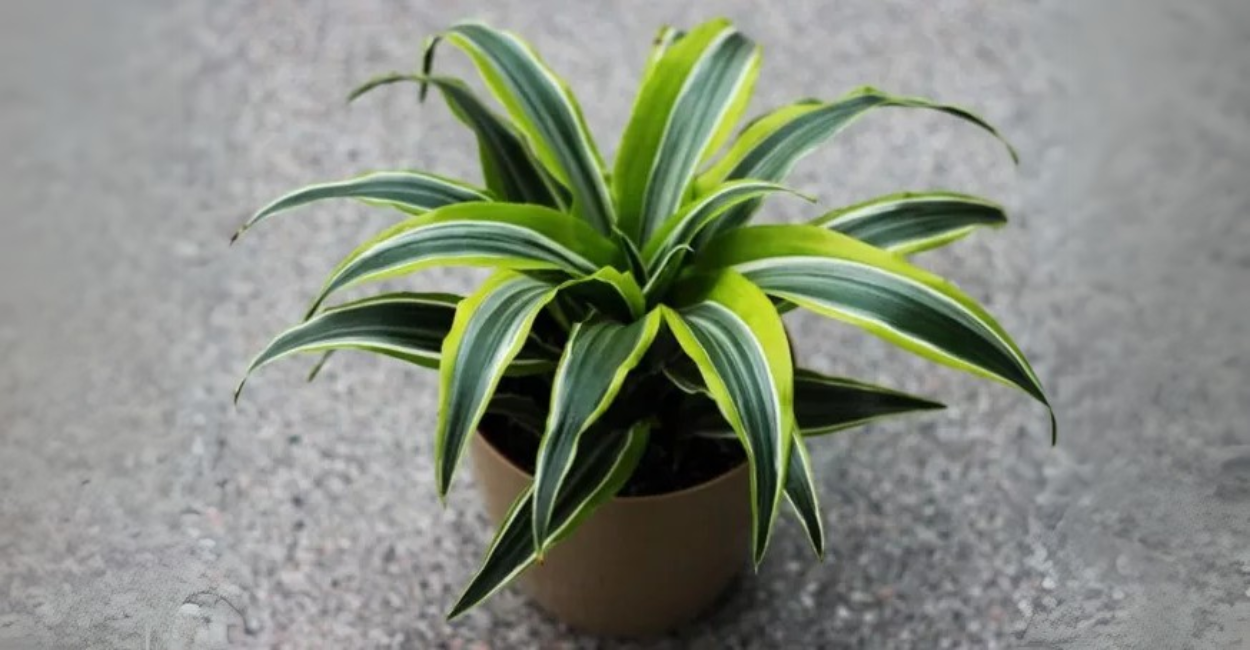 Dracaena Fragrans: O Segredo da Planta Que Purifica o Ar