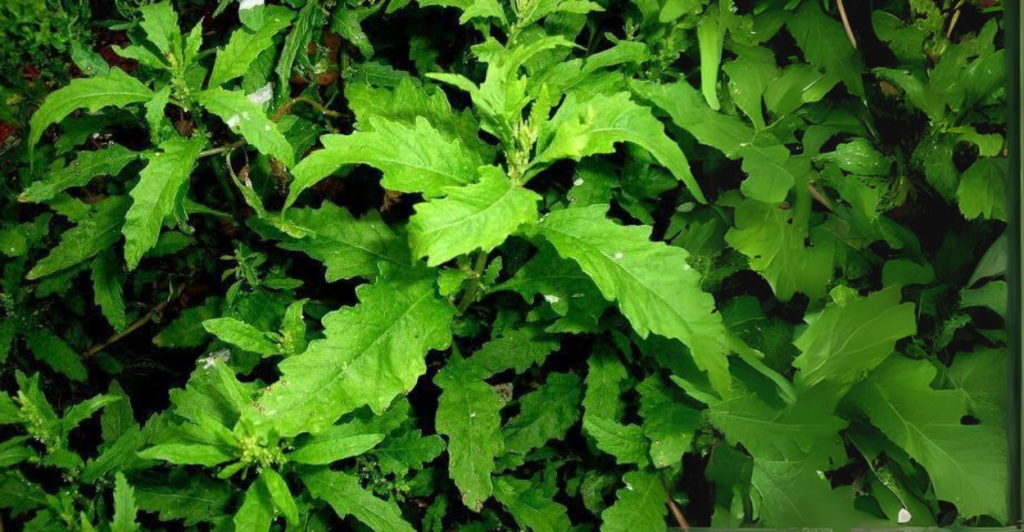 planta mastruz
