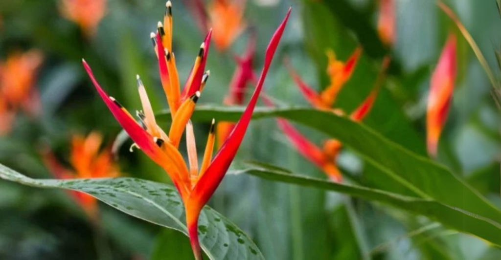 Heliconia Papagaio: Tipos de Heliconia