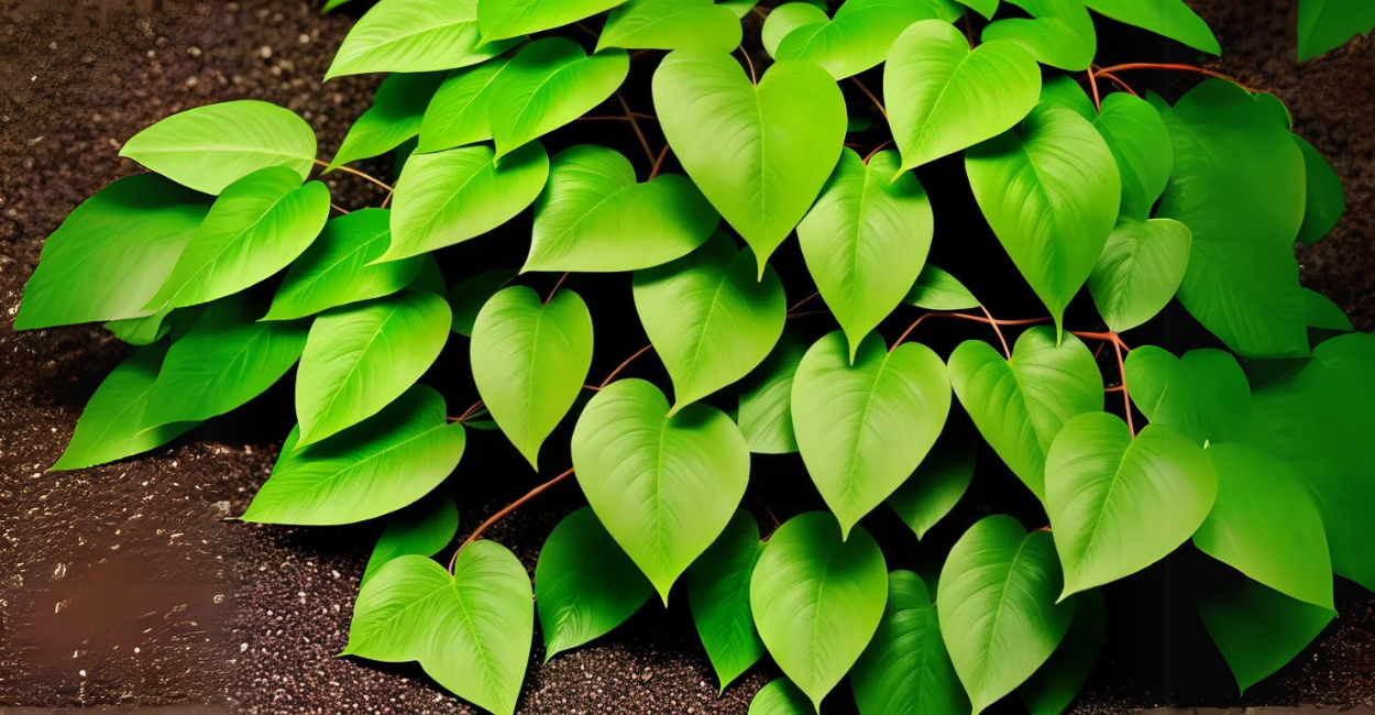 Trepadeira-Castanha: O Segredo Tropical que Transforma Ambientes em Obras-Primas Verdes