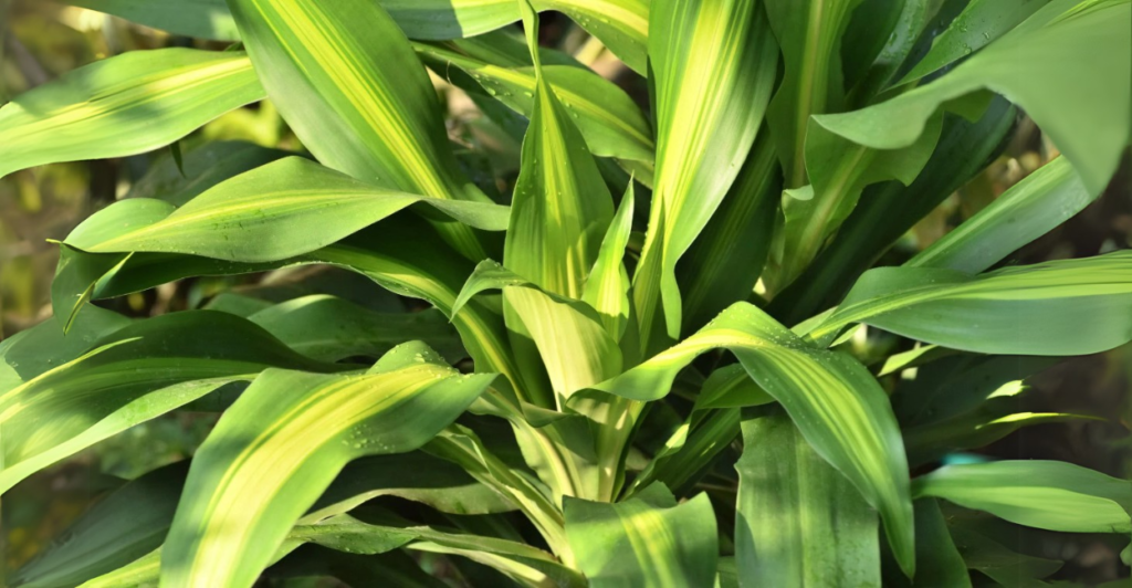 Como Cuidar da Dracaena Fragrans