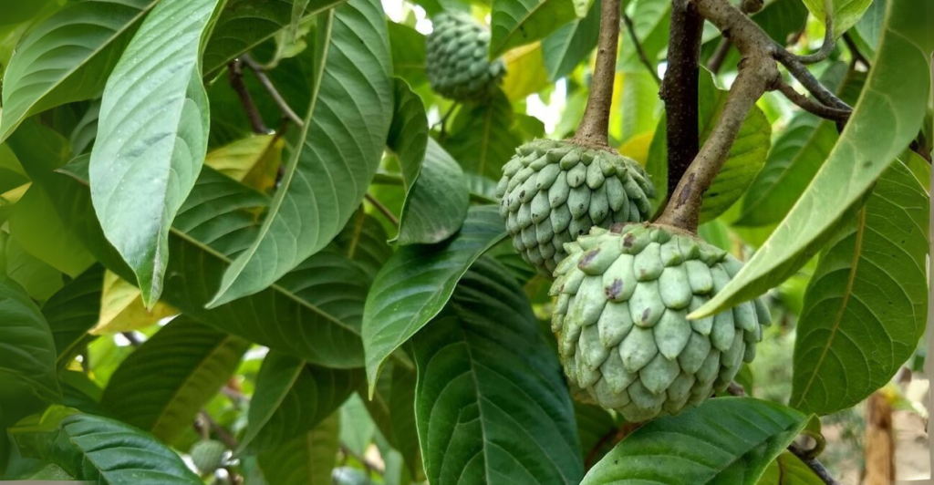 Fruta-do-Conde: Pequena no Tamanho, Grande na Produção