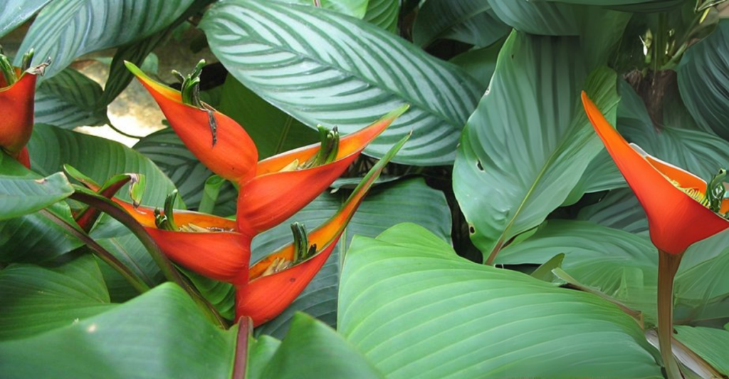 Heliconia Stricta: Tipos de Heliconia