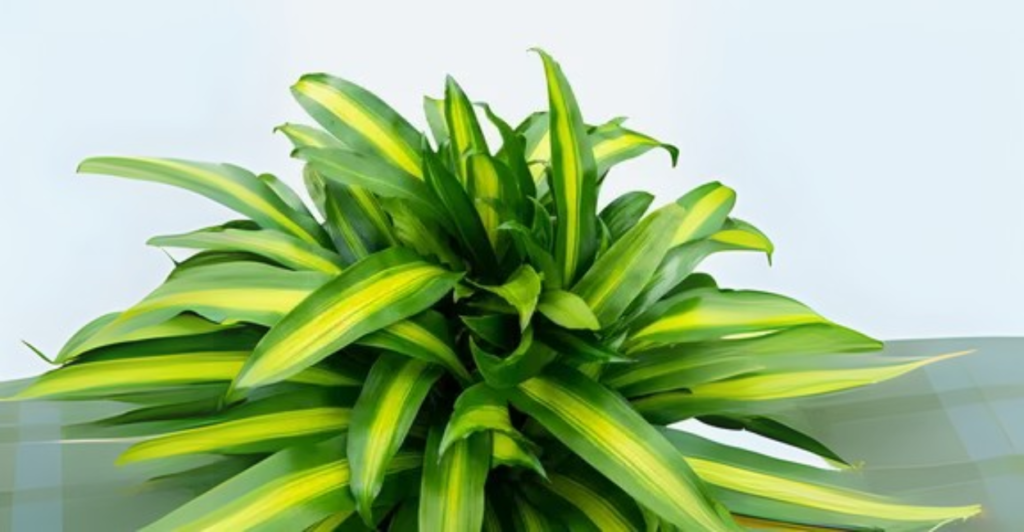 Como Fazer Muda da Dracaena Fragrans