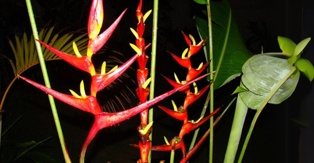 Heliconia Farinosa: Tipos de Heliconia