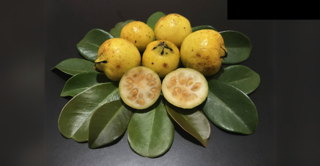 Araçá Amarelo: Frutas Doces e Crescimento Rápido