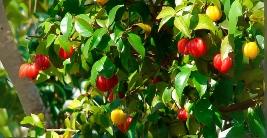 Pitangueira: Ornamental e Saborosa