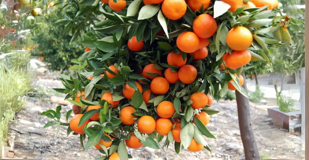 Laranja Baía: Doçura e Facilidade no Cultivo