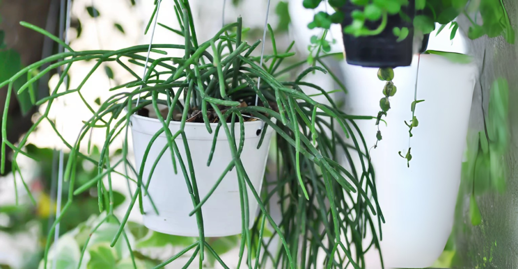 Cactos pendentes: cacto macarrão