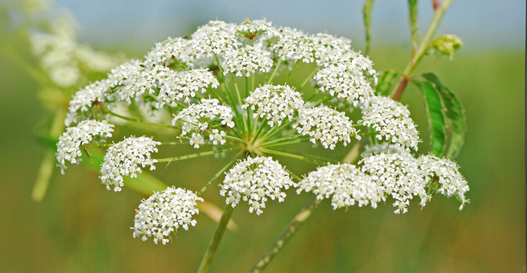 1. Cicuta Venenosa: A Planta Que Matou Sócrates