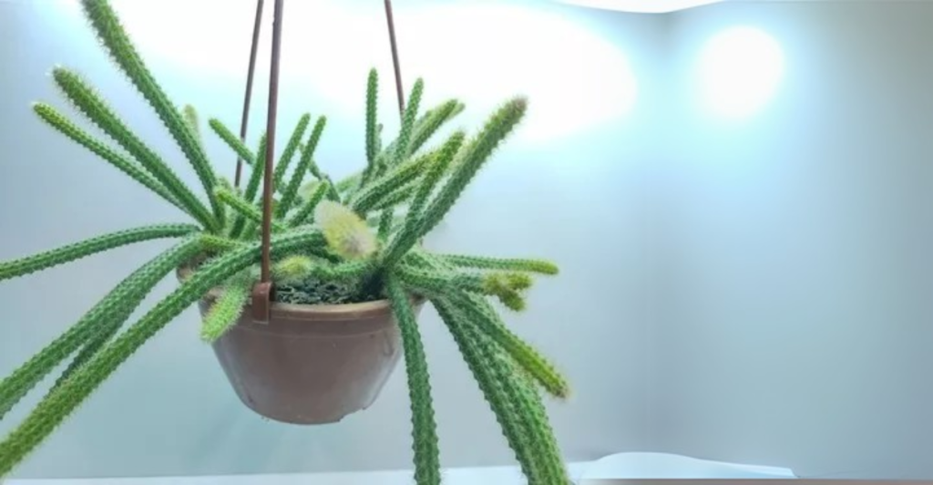 Rabo de Gato (Aporocactus flagelliformis)