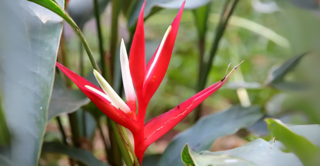 Manejo Integrado para Resolver Problemas de Cultivo em Heliconias