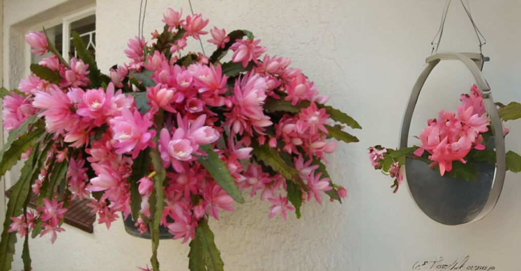Imperatriz Alemã (Disocactus phyllanthoides)