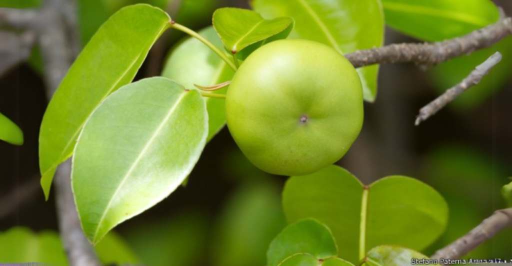 3. Mancenilheira: A “Maçã da Morte” Tropical