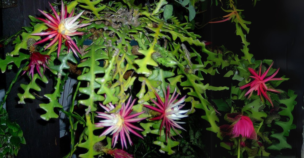 Cacto Sianinha (Selenicereus anthonyanus)