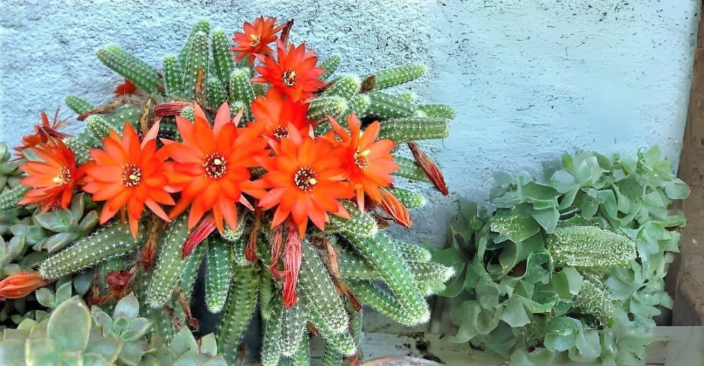 Cacto Amendoim (Echinopsis chamaecereus)