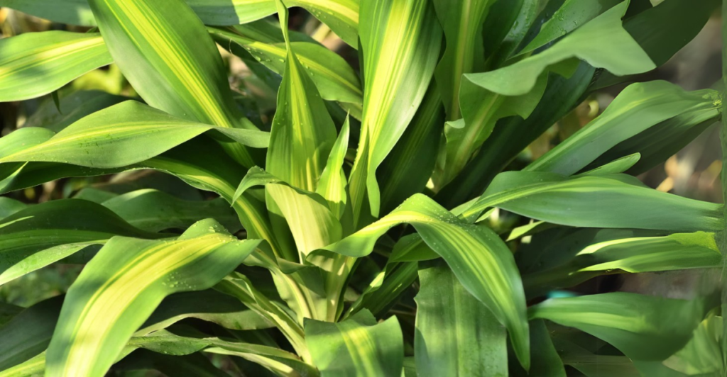 Dracaena Fragrans ou pau d’água