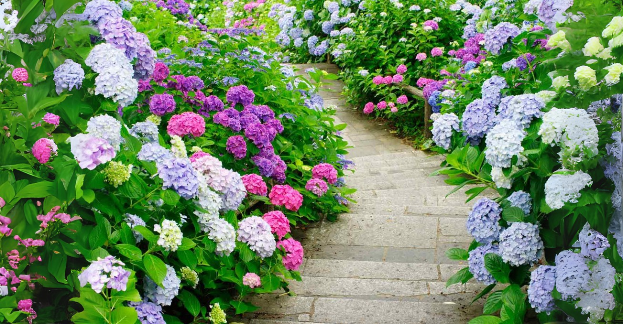 Hortênsias Perfeitas: O Guia Definitivo para Cultivar Flores Deslumbrantes