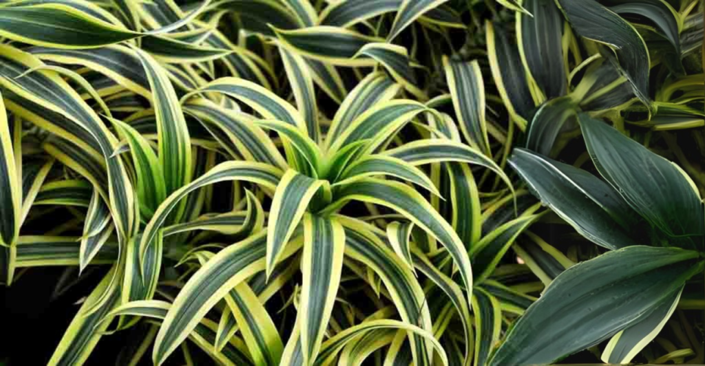 Dracaena fragrans