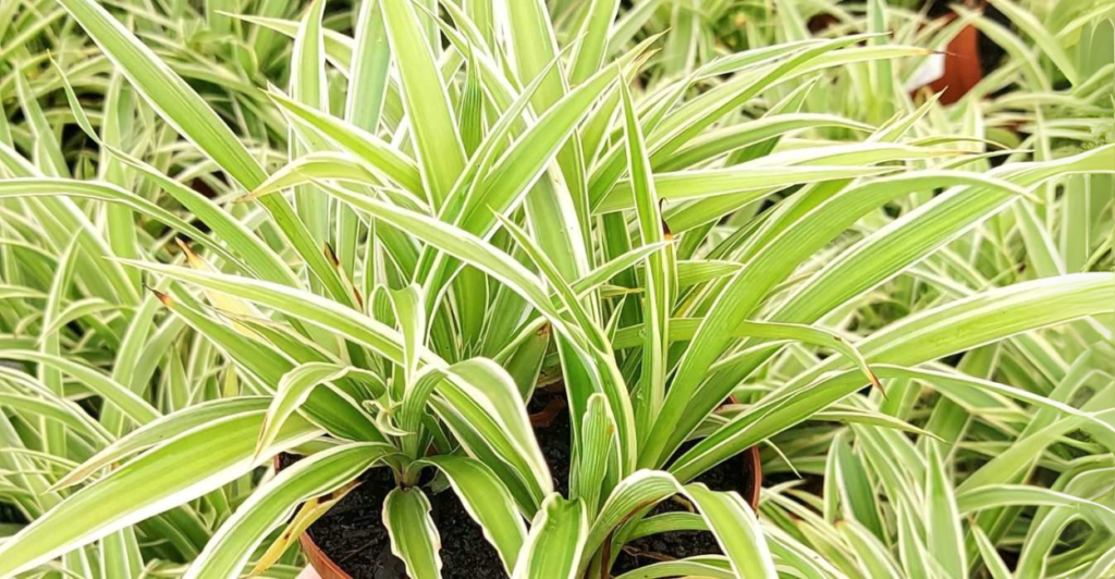 Plantas penduradas: Clorofito