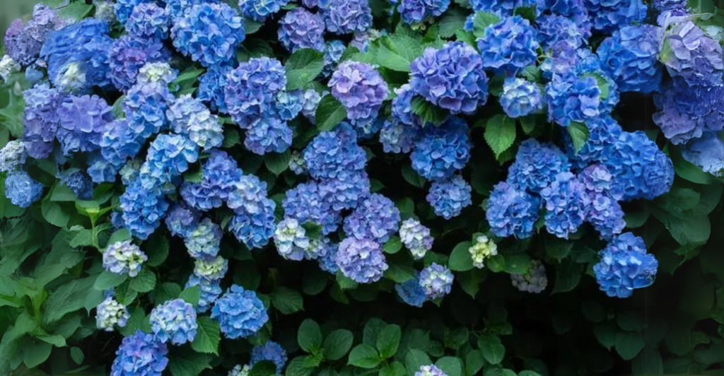 Hortênsias no Paisagismo: Dicas para um Jardim Encantador