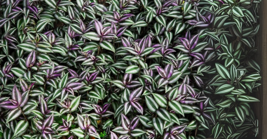 Plantas penduradas: Lambari Roxo