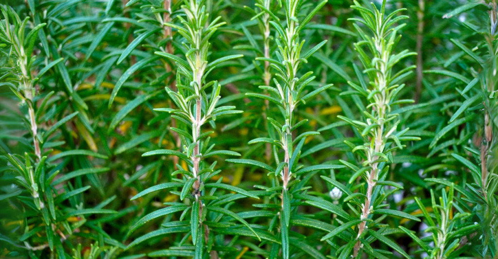 Por que Cultivar Alecrim em Casa?